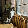 cat, coffee_placemat, collar, cozy, curtain, glass, indoor, kitchen, looking_out, potted_plant, sitting, stripes, sunlight, tabby_cat, table, tail, whiskers, window, window_screen, wooden_chair