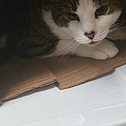 Atticus Finch joined the competition — help win amazing prizes! box, cardboard, cardboard_box, cat, close_up, curious, eyes, face, feline, floor, household, indoor, paw, pet, portrait, resting, shelter, tabby, whiskers, white_fur