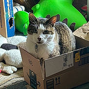 Atticus Finch joined the competition — help win amazing prizes! cat, animal, pet, feline, tabby, white_and_brown, portrait, sitting, cardboard_box, amazon_box, indoors, home, carpet, stuffed_animal, green_frog, toy, sunlight, whiskers, collar, cozy
