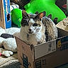 cat, animal, pet, feline, tabby, white_and_brown, portrait, sitting, cardboard_box, amazon_box, indoors, home, carpet, stuffed_animal, green_frog, toy, sunlight, whiskers, collar, cozy