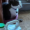 Atticus Finch joined the competition — help win amazing prizes! cat, tuxedo_cat, pet, animal, collar, tag, sitting, profile, whiskers, ears, fur, black_and_white, carrier, plastic_container, green_lid, carpet, indoor, home, portrait, watching