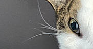 Atticus Finch is registered to the contest to win money with this photo: cat, close_up, curious, domestic_animal, ear, eye, feline, fur_texture, gaze, indoor, macro, muzzle, nose, pet, playful, portrait, tabby, tilted, whiskers, white_fur