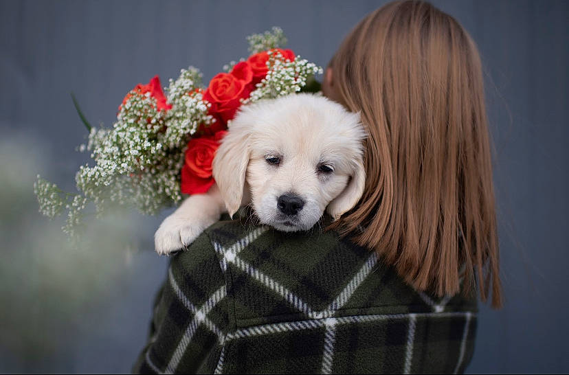 Astrid joined the competition — help win amazing prizes! canidae, carnivore, companion_dog, dog, dog_breed, dog_supply, event, flower, fur, happy, pattern, petal, plaid, puppy_love, sitting, snout, sporting_group, tartan, toy, toy_dog