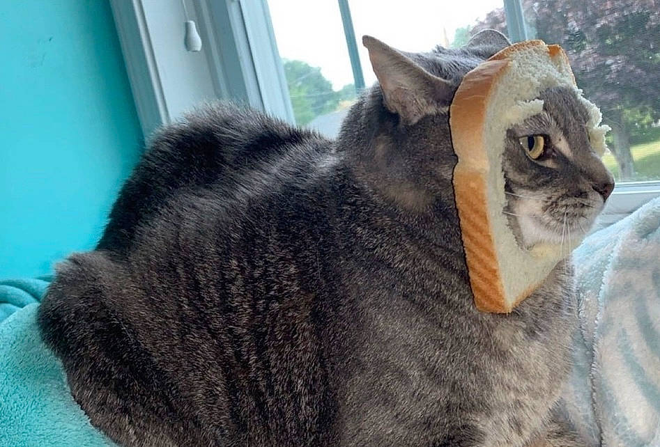 Oliver is registered to the contest to win money with this photo: carnivore, cat, domestic_short_haired_cat, felidae, fur, grey, paw, plant, small_to_medium_sized_cats, snout, tail, terrestrial_animal, tree, whiskers, window