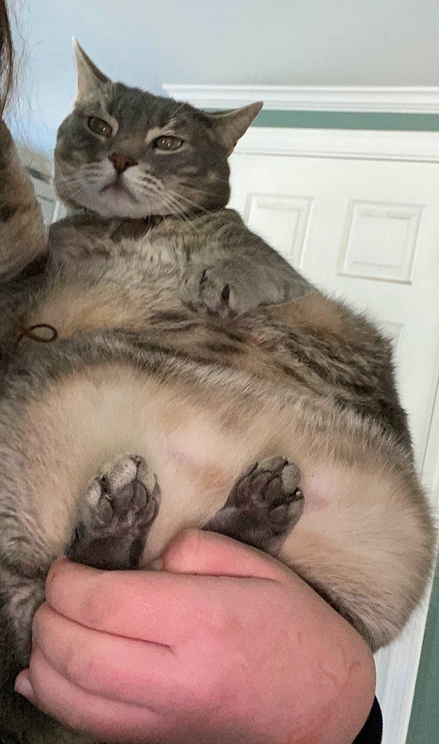 Oliver joined the competition — help win amazing prizes! boat, carnivore, cat, claw, comfort, domestic_short_haired_cat, door, fawn, felidae, fur, nap, paw, sitting, sleep, small_to_medium_sized_cats, snout, tail, terrestrial_animal, whiskers, wildlife