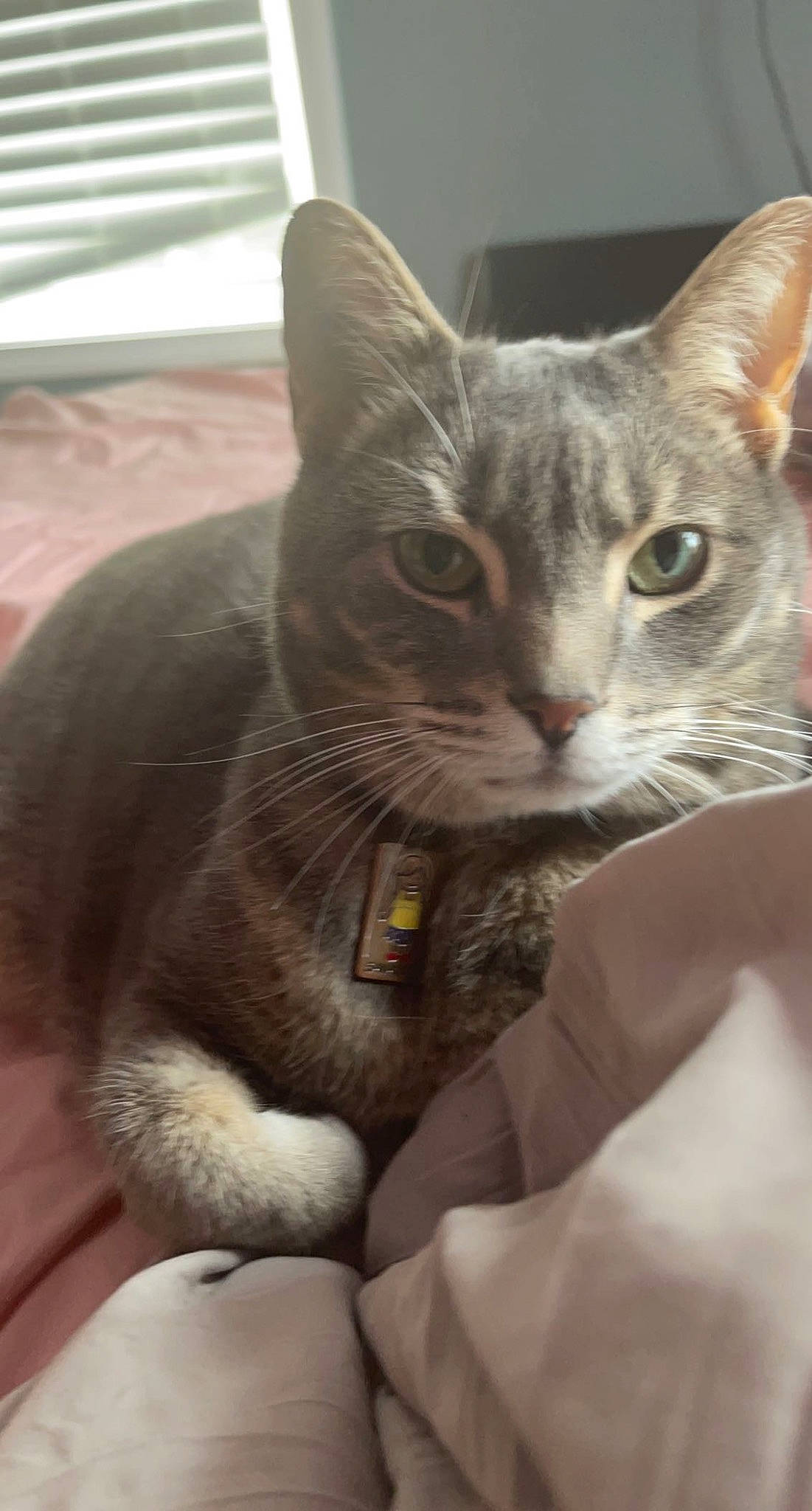 Oliver is registered to the contest to win money with this photo: box, carnivore, cat, cat_supply, claw, comfort, domestic_short_haired_cat, ear, felidae, fur, grey, paw, small_to_medium_sized_cats, snout, whiskers, window