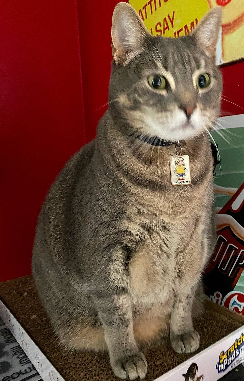 Oliver joined the competition — help win amazing prizes! art, carnivore, cat, cat_supply, domestic_short_haired_cat, felidae, fur, grey, paw, photo_caption, puzzle, rectangle, sitting, small_to_medium_sized_cats, snout, tail, whiskers, window