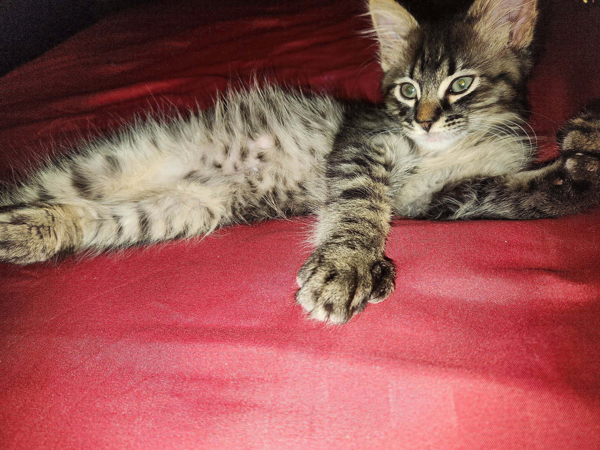 Benito is registered to the contest to win money with this photo: carnivore, cat, claw, comfort, domestic_short_haired_cat, felidae, fur, grey, nap, paw, small_to_medium_sized_cats, snout, tail, whiskers