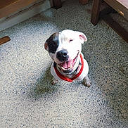 Spot joined the competition — help win amazing prizes! animal, black_and_white, canine, collar, cute, dog, domestic, ears, floor, friendly, fur, happy, indoor, joyful, looking_up, pet, sitting, small_dog, smiling, speckled_floor