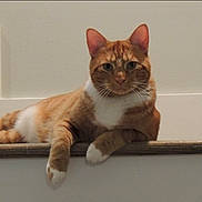 Cheddar Cheese joined the competition — help win amazing prizes! animal, cat, cute, domestic_cat, ears, feline, fur, indoor, looking_at_camera, mammal, orange_cat, paws, pet, portrait, railing, relaxed, resting, stairs, whiskers, white_cat