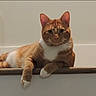 animal, cat, cute, domestic_cat, ears, feline, fur, indoor, looking_at_camera, mammal, orange_cat, paws, pet, portrait, railing, relaxed, resting, stairs, whiskers, white_cat