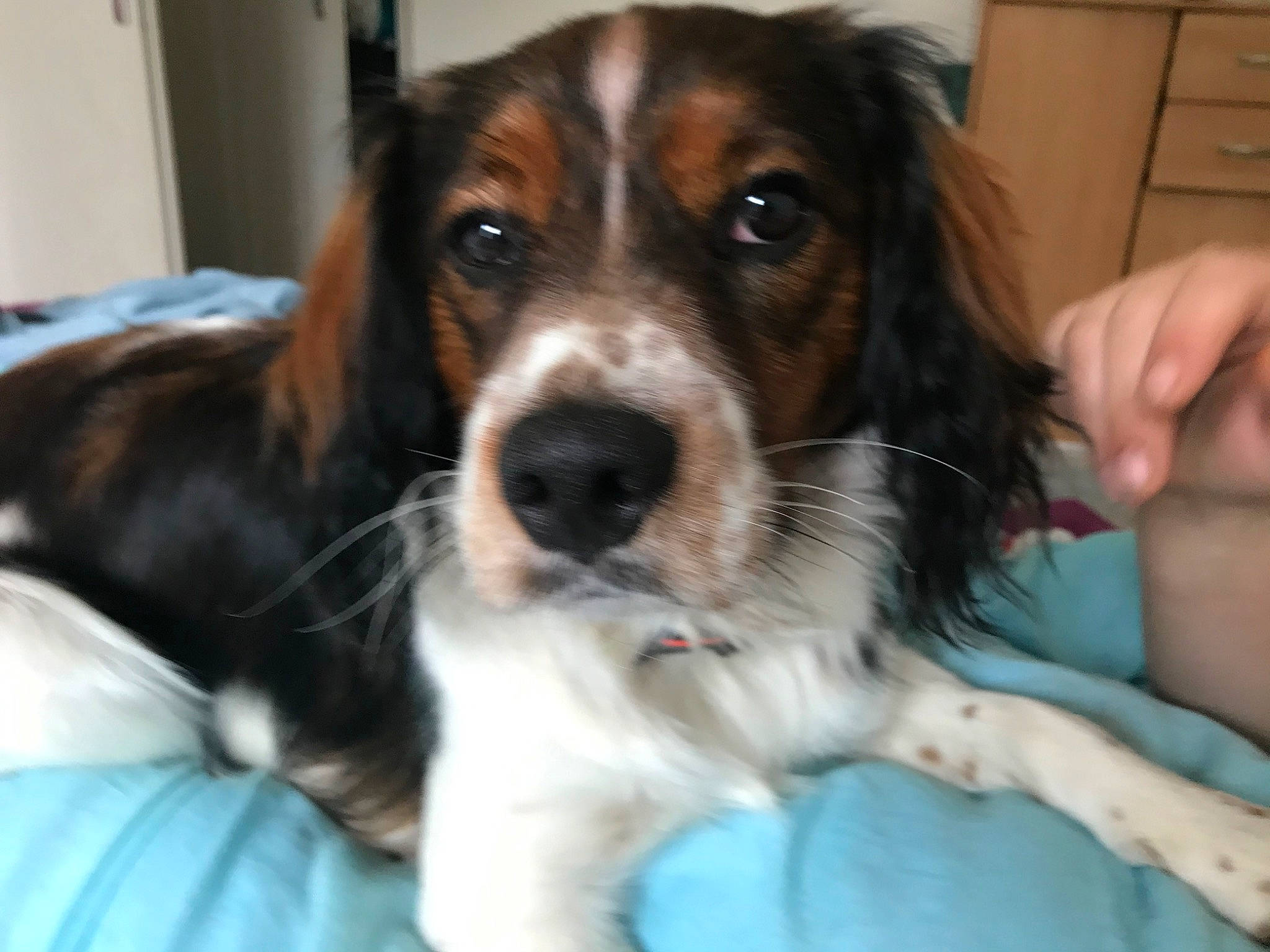 Papyrus participe au concours pour gagner de l'argent avec cette photo : canidae, carnivore, companion_dog, dog, dog_breed, french_spaniel, irish_red_and_white_setter, kooikerhondje, mammal, puppy, puppy_love, rare_breed_dog, russian_spaniel, setter, small_munsterlander, snout, spaniel, sporting_group, vertebrate, welsh_springer_spaniel