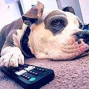 Bermuda is registered to the contest to win money with this photo: dog, pet, remote_control, carpet, paw, indoor, close_up, resting, white, brown, collar, animal, cute, lazy, household, living_room, relaxed, canine, domestic, fur