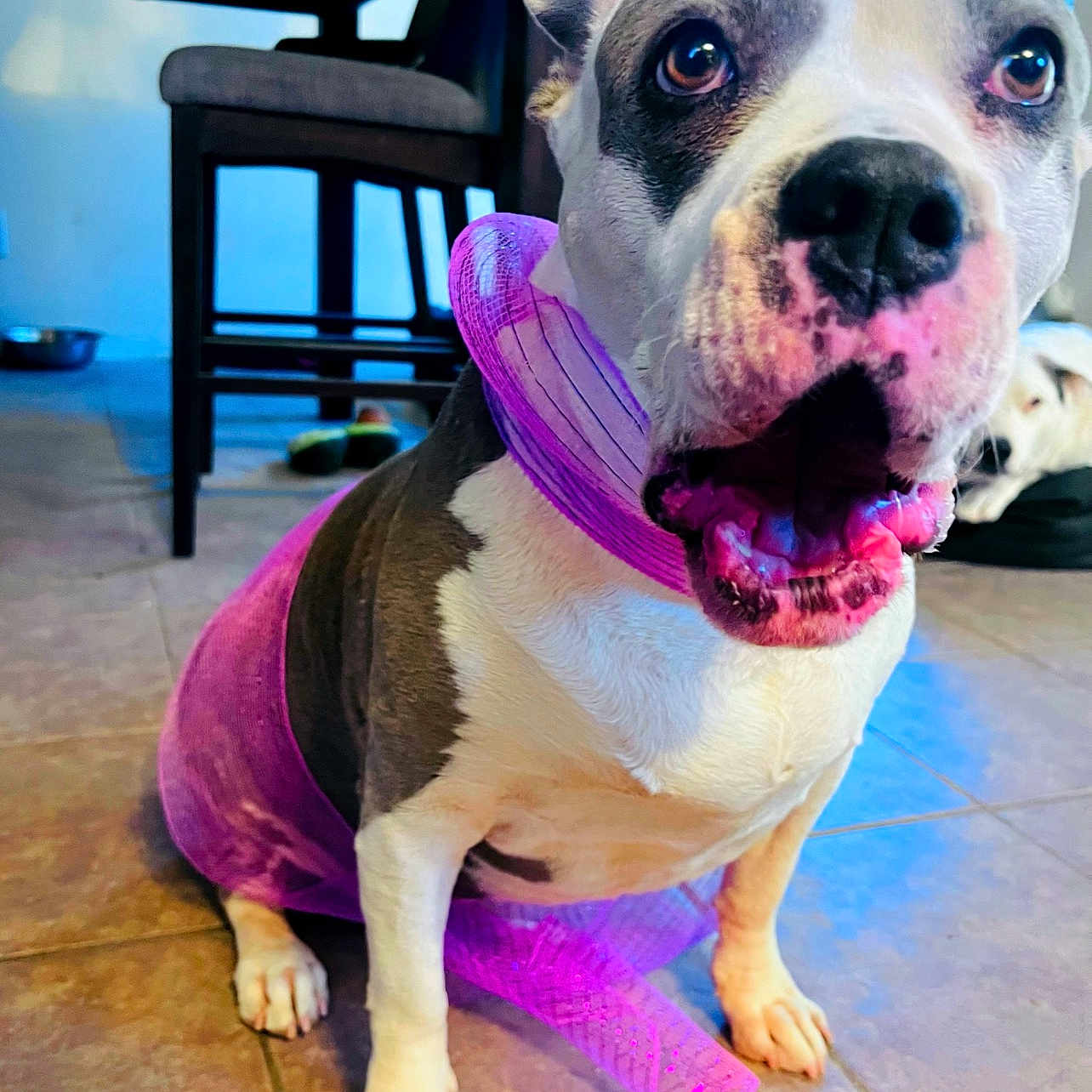 Bermuda joined the competition — help win amazing prizes! animal, blinds, brown_and_white, chair, companion, curious, dog, floor, furniture, home, indoor, open_mouth, pet, playful, purple_scarf, relaxed, seated, tile, two_dogs, window
