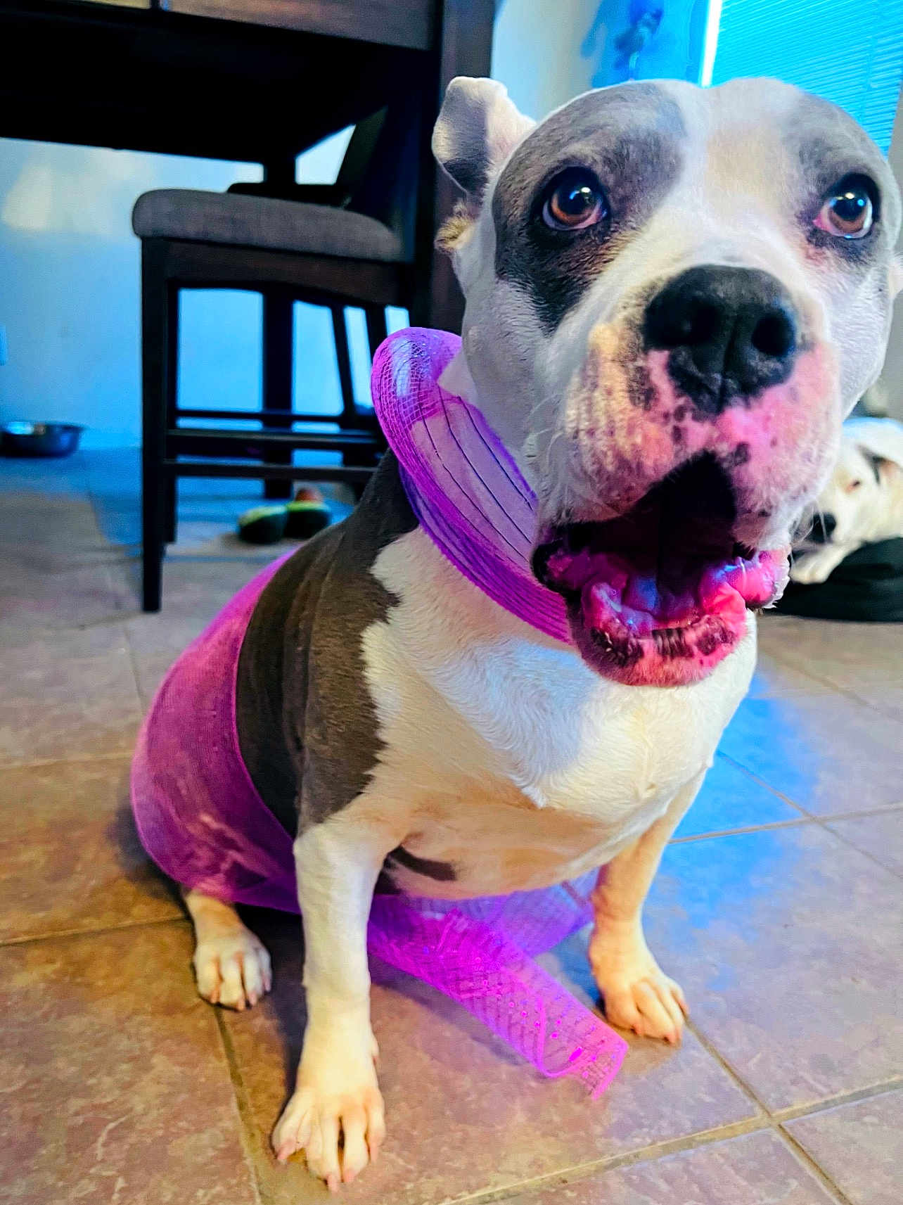 Bermuda joined the competition — help win amazing prizes! dog, pet, indoor, purple_scarf, floor, tile, curious, open_mouth, seated, brown_and_white, furniture, chair, window, blinds, relaxed, companion, animal, playful, two_dogs, home