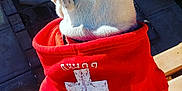 Bermuda joined the competition — help win amazing prizes! dog, white_dog, hoodie, red_clothing, animal, pet, outdoor, bench, wood, sunlight, fur, canine, back_view, daylight, casual, relaxed, sitting, clothing, apparel, resting