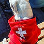 dog, white_dog, hoodie, red_clothing, animal, pet, outdoor, bench, wood, sunlight, fur, canine, back_view, daylight, casual, relaxed, sitting, clothing, apparel, resting