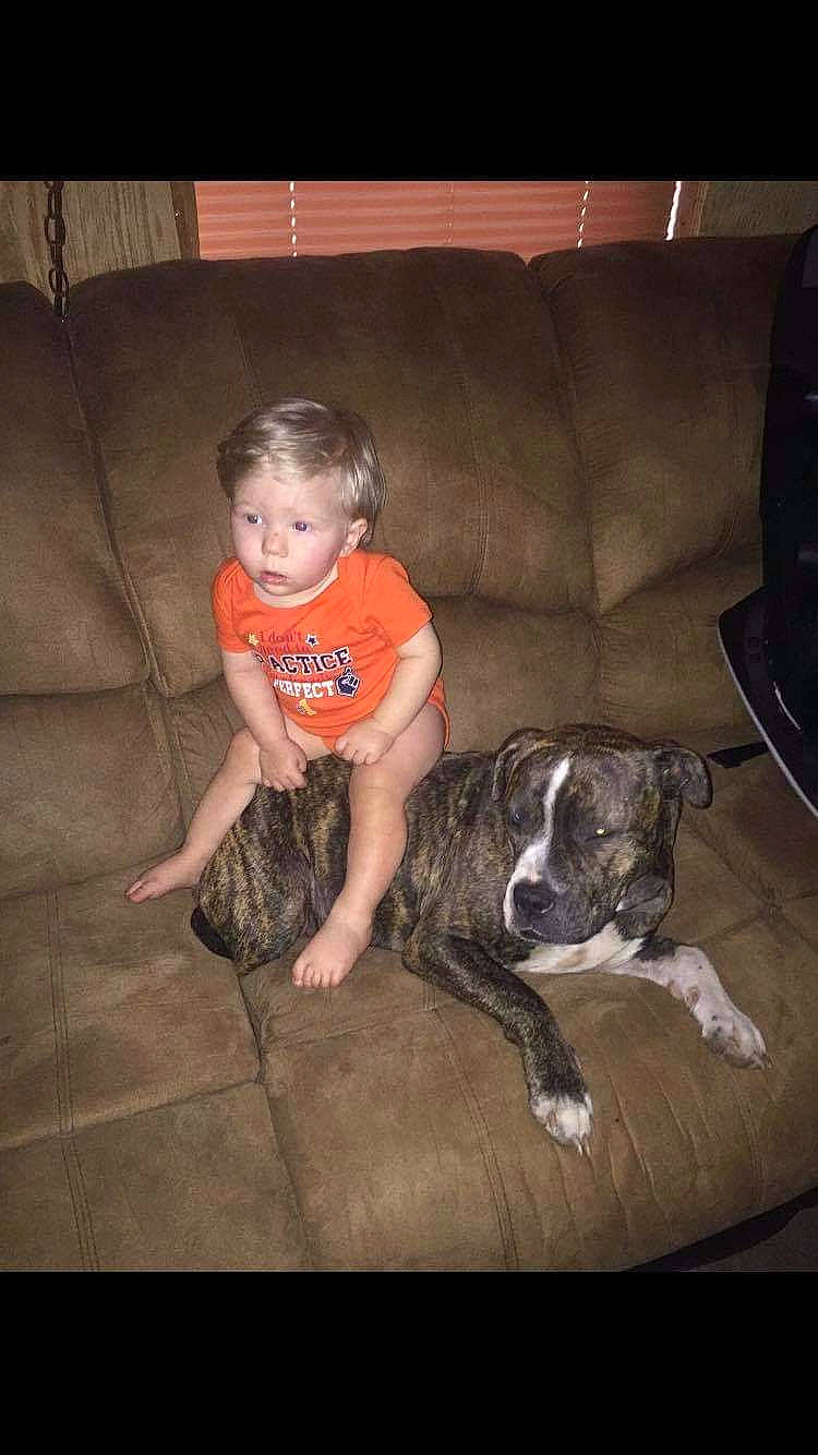 Cole is registered to the contest to win money with this photo: baby_toddler_clothing, canidae, carnivore, comfort, companion_dog, couch, dog, dog_breed, floor, flooring, home, human, human_body, living_room, mammal, person, sitting, skin, snout, sporting_group