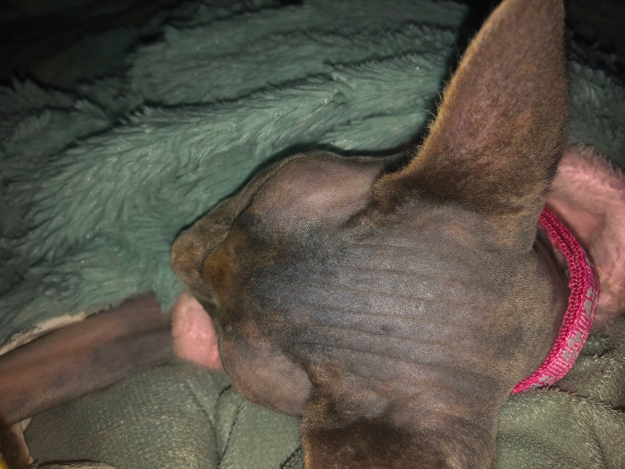 Scarlet joined the competition — help win amazing prizes! canidae, carnivore, comfort, companion_dog, dog, dog_breed, ear, fawn, foot, guard_dog, human_leg, liver, paw, snout, sporting_group, tail, terrestrial_animal, whiskers, working_animal, wrinkle