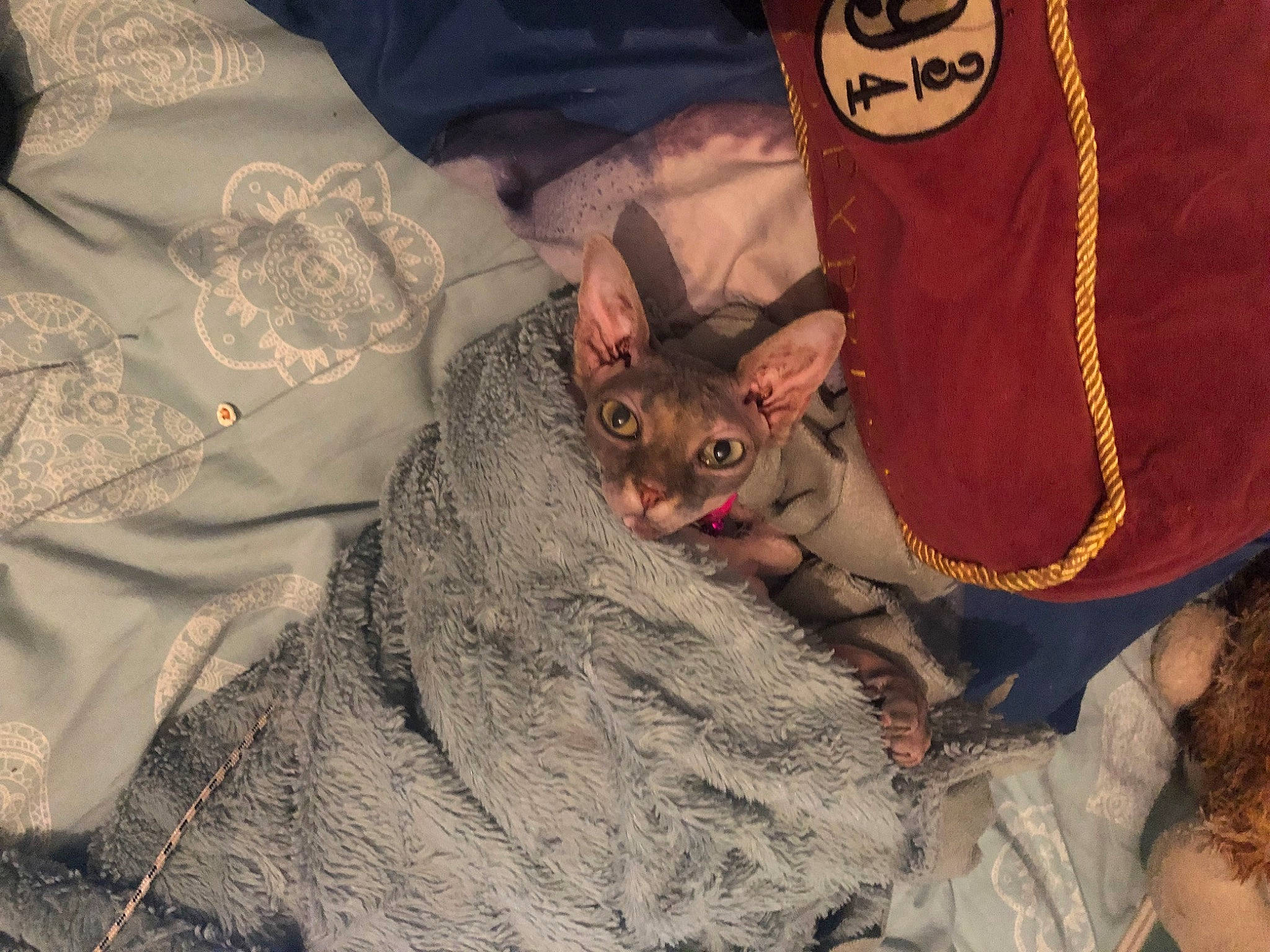 Scarlet is registered to the contest to win money with this photo: bed, canidae, carmine, carnivore, cat, claw, comfort, domestic_short_haired_cat, fawn, felidae, fur, human_leg, linens, nail, pattern, paw, sleeve, small_to_medium_sized_cats, tail, whiskers
