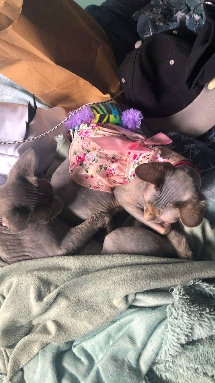 Scarlet is registered to the contest to win money with this photo: bedding, carnivore, comfort, companion_dog, dog_breed, fawn, felidae, fur, hat, human_leg, knee, lap, linens, magenta, pattern, sitting, sleeve, small_to_medium_sized_cats, textile, thigh