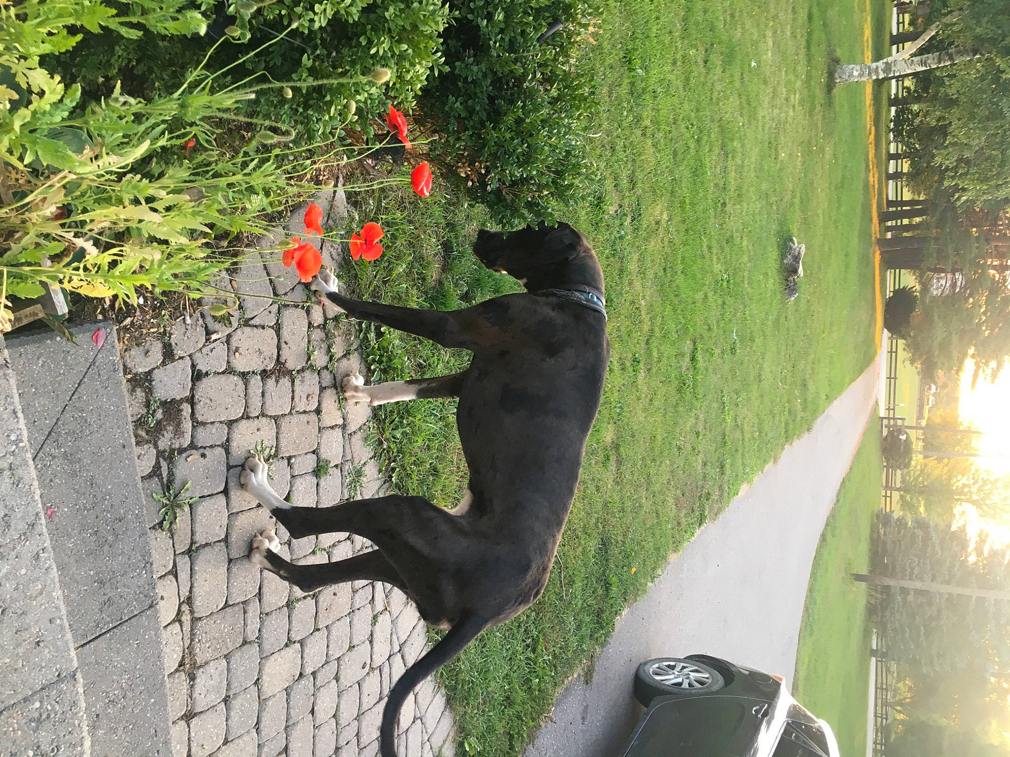 Bane is registered to the contest to win money with this photo: black_cat, canidae, carnivore, dog, dog_breed, felidae, flowerpot, grass, leash, leisure, plant, road_surface, shadow, shrub, sidewalk, small_to_medium_sized_cats, sporting_group, tail, tints_and_shades, tree
