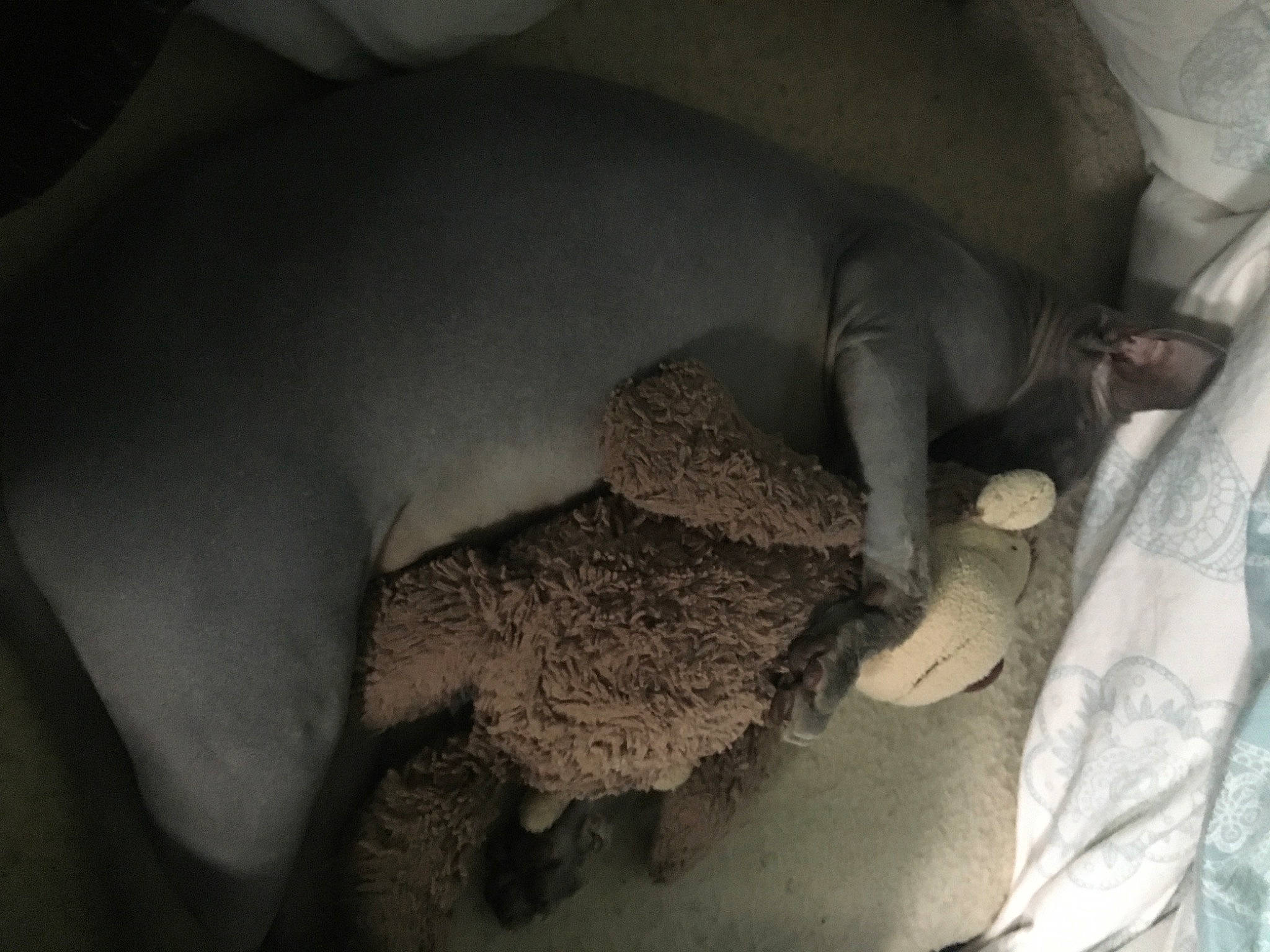 Baze is registered to the contest to win money with this photo: car_seat, ceiling, comfort, darkness, flesh, fur, grey, human_leg, jaw, knee, linens, monochrome, monochrome_photography, room, stuffed_toy, thigh