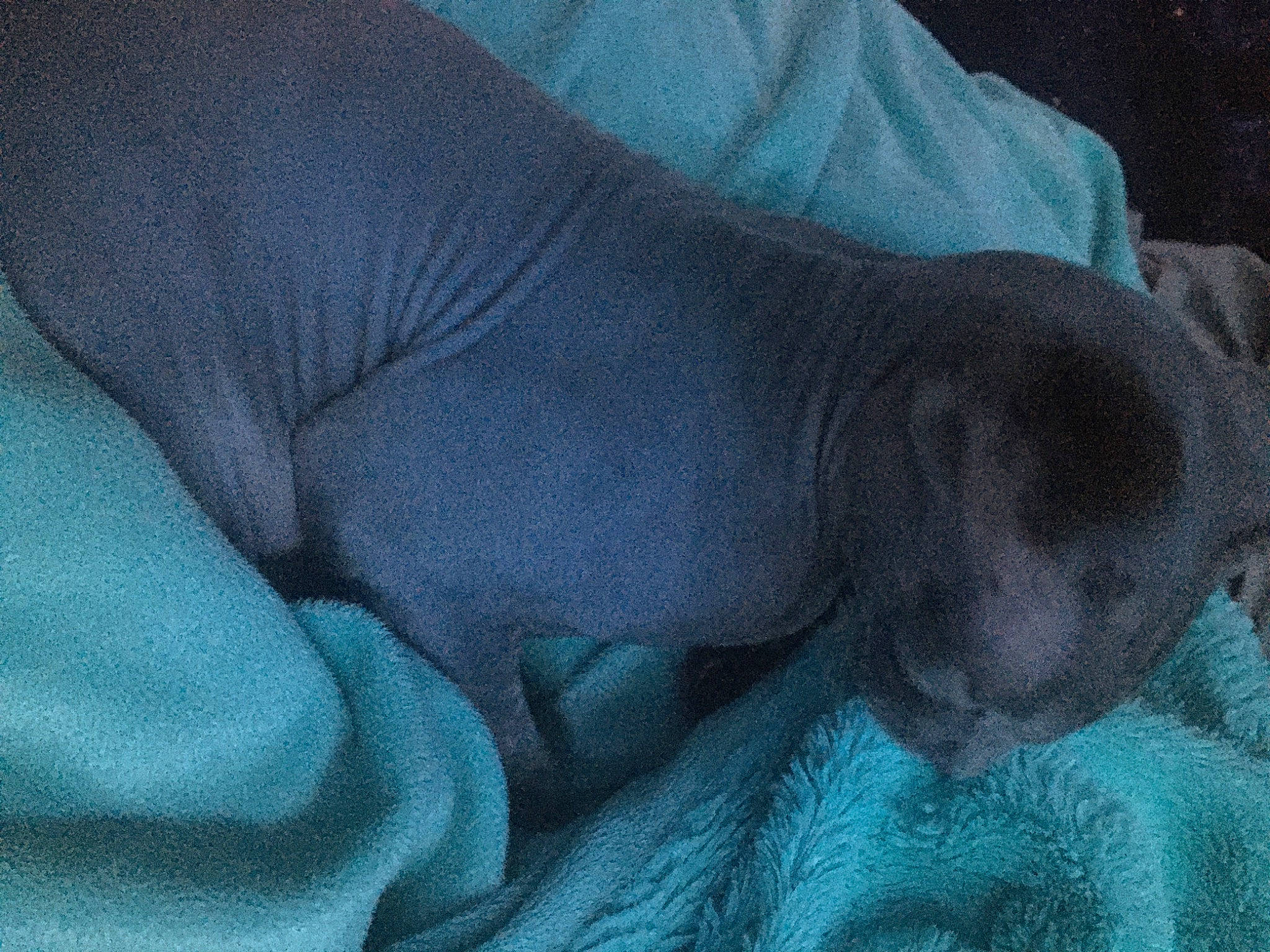 Baze joined the competition — help win amazing prizes! carnivore, comfort, corgi_chihuahua, dog, dog_breed, electric_blue, fur, grey, linens, marine_mammal, nap, sporting_group, terrestrial_animal, working_animal