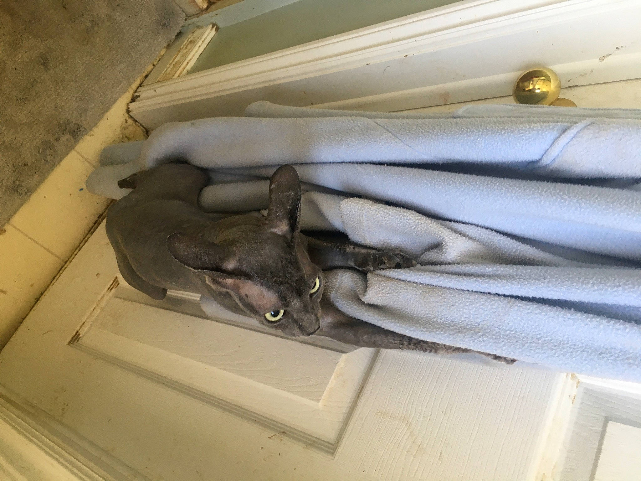 Baze joined the competition — help win amazing prizes! auto_part, automotive_exterior, bumper, cable, ceiling, electrical_supply, electrical_wiring, hardwood, linens, machine, metal, room, vehicle_door, window, window_treatment, windshield, wire, wood