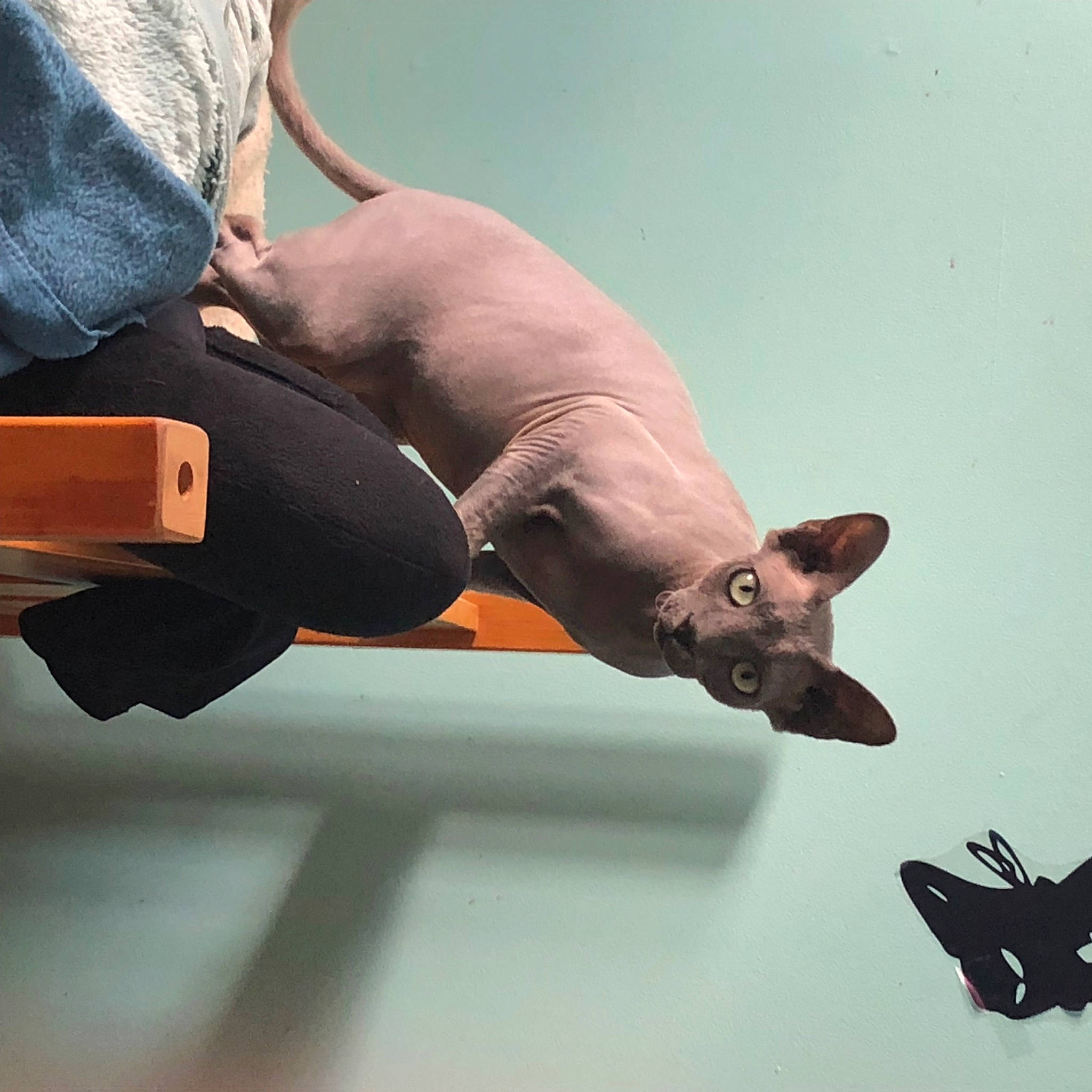 Baze is registered to the contest to win money with this photo: art, california_sea_lion, claw, elbow, eyewear, fashion_accessory, fawn, felidae, gesture, human_leg, leather, mammal, metal, seal, snout, tail, visual_arts, wildlife, wing, wood