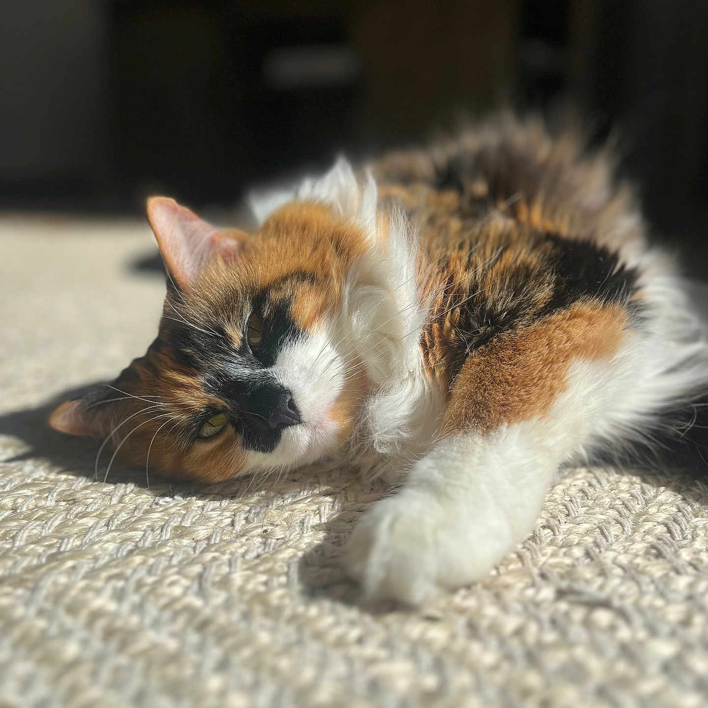 Peanut joined the competition — help win amazing prizes! abyssinian, angora, animal, bodypart, cat, hardwood, kitten, manx, mouth, person, pet, siamese, sleeping, wood