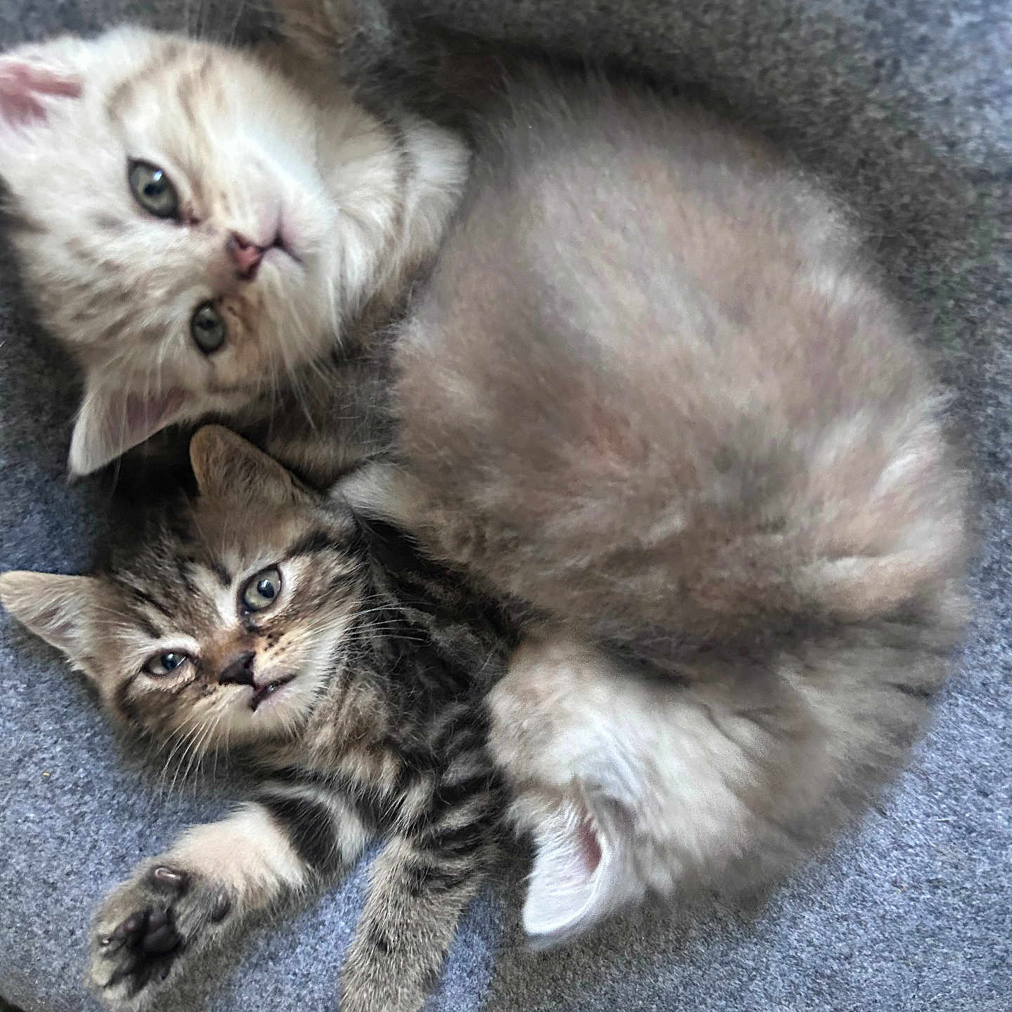 Chatons participe au concours pour gagner de l'argent avec cette photo : animal, cat, closeup, cuddling, cute, domestic_animal, feline, fur, gray, indoor, kitten, paw, pet, resting, sleeping, snuggling, soft, striped, whiskers, young