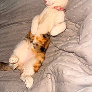 Duchess is registered to the contest to win money with this photo: cat, calico, sleeping, blanket, quilted, pet, feline, cozy, indoor, resting, cute, fur, paw, collar, pink_nose, relaxed, animal, domestic, whiskers, cute_pet