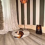 Duchess is registered to the contest to win money with this photo: cat, calico_cat, striped_wall, wooden_floor, rug, candle, lantern, chair, throw_blanket, curtains, floor_lamp, cozy, indoor, home, decor, pet, sleeping, relaxing, furniture, warm_lighting