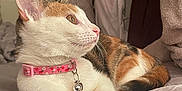 Duchess is registered to the contest to win money with this photo: cat, calico, pet, collar, bell, bed, feline, domestic_animal, fur, whiskers, ears, pink_collar, resting, cute, animal, indoor, soft, relaxed, side_view, looking_away