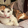 Duchess is registered to the contest to win money with this photo: cat, calico, pet, collar, bell, bed, blanket, indoor, feline, animal, whiskers, ears, fur, relaxed, cute, domestic, resting, closeup, portrait, curious