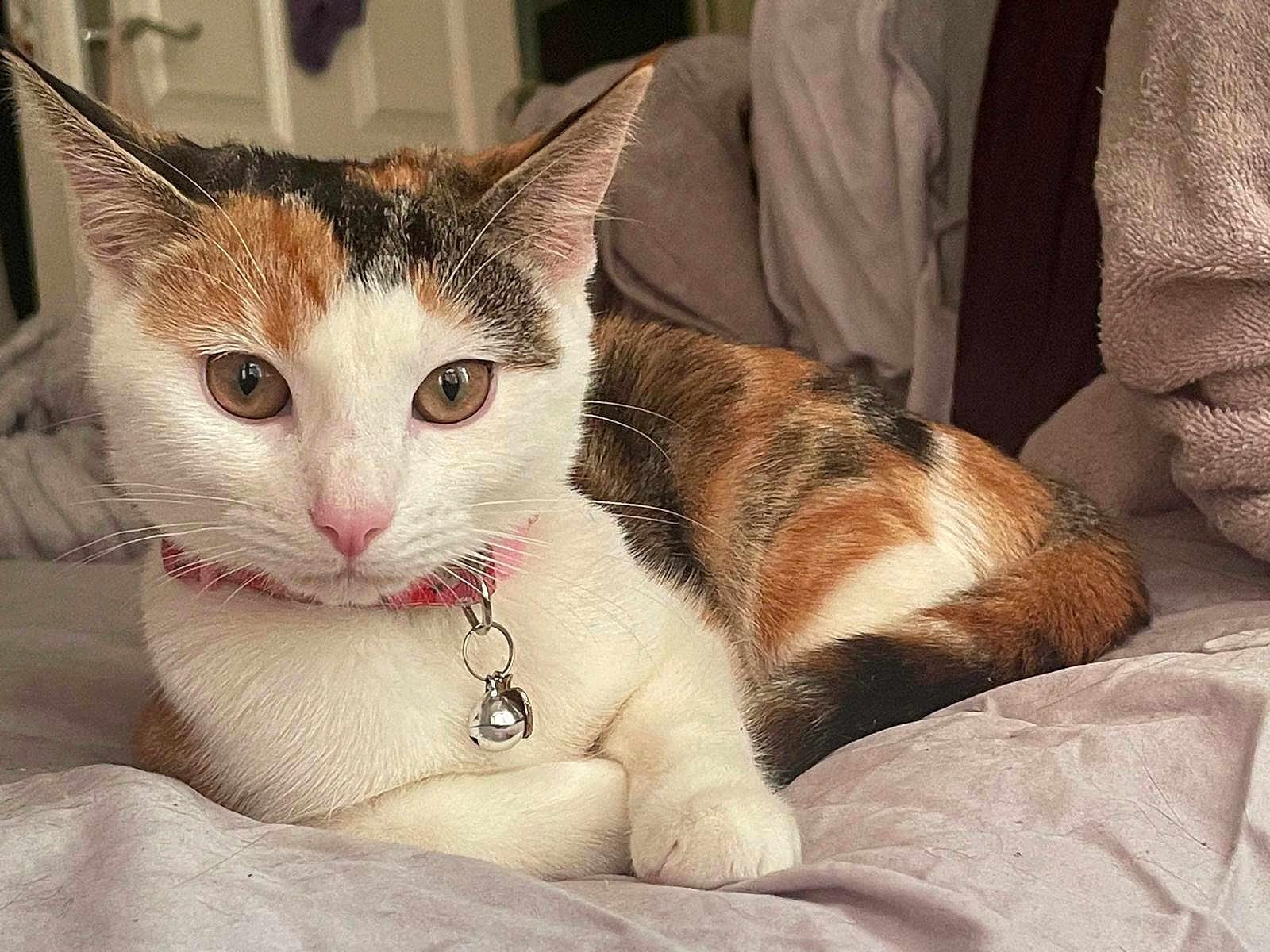 Duchess