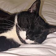 Oscar is registered to the contest to win money with this photo: cat, tuxedo_cat, sleeping, black_and_white, whiskers, fur, pet, animal, close_up, bed, blanket, resting, cute, domestic_cat, indoor, cozy, relaxed, mammal, sleep, feline