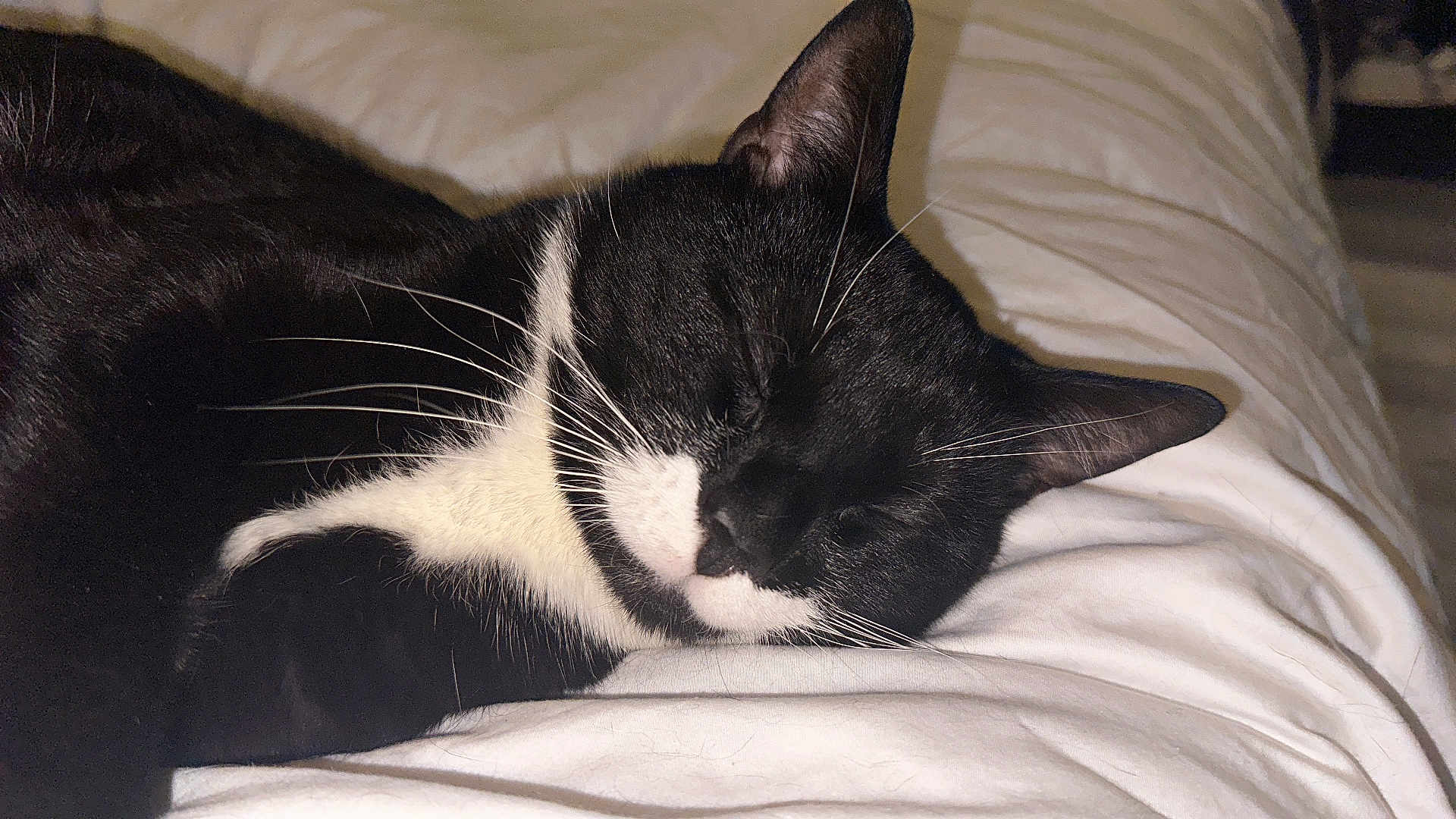 Oscar is registered to the contest to win money with this photo: cat, tuxedo_cat, sleeping, black_and_white, whiskers, fur, pet, animal, close_up, bed, blanket, resting, cute, domestic_cat, indoor, cozy, relaxed, mammal, sleep, feline