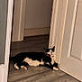 cat, black_and_white_cat, indoor, wooden_floor, door, relaxed, resting, animal, pet, floor, corner, home, feline, lying_down, door_frame, quiet, cozy, sleepy, domestic_animal, comfortable