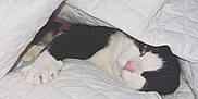 Toby joined the competition — help win amazing prizes! cat, black_and_white, pet, animal, cozy, blanket, quilt, sleepy, paw, indoor, fur, cute, relaxed, resting, whiskers, pink_nose, claws, bed, domestic_cat, comfort