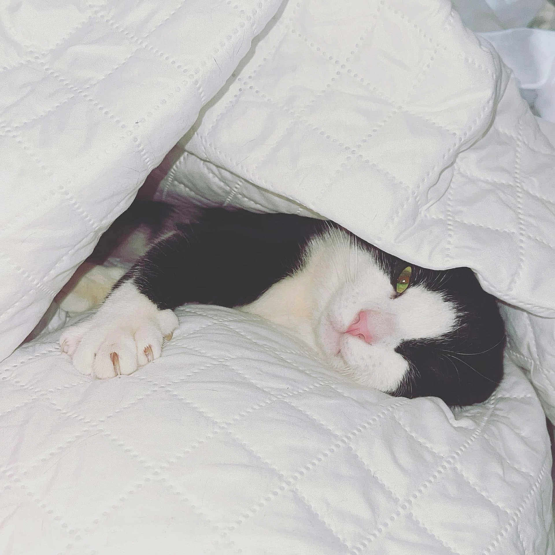 Toby