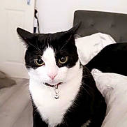 Toby is registered to the contest to win money with this photo: cat, black_and_white_cat, tuxedo_cat, calico_cat, indoor, bed, bedding, collar, bell, floor, door, furniture, pet, animal, curious, resting, close_up, domestic, cozy, soft_lighting