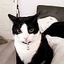 cat, black_and_white_cat, tuxedo_cat, calico_cat, indoor, bed, bedding, collar, bell, floor, door, furniture, pet, animal, curious, resting, close_up, domestic, cozy, soft_lighting