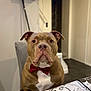 dog, bow_tie, table, indoor, brown_dog, white_chest, pet, canine, seated, looking_at_camera, household, furniture, chair, decor, animal, portrait, companion, domestic, mammal, cute