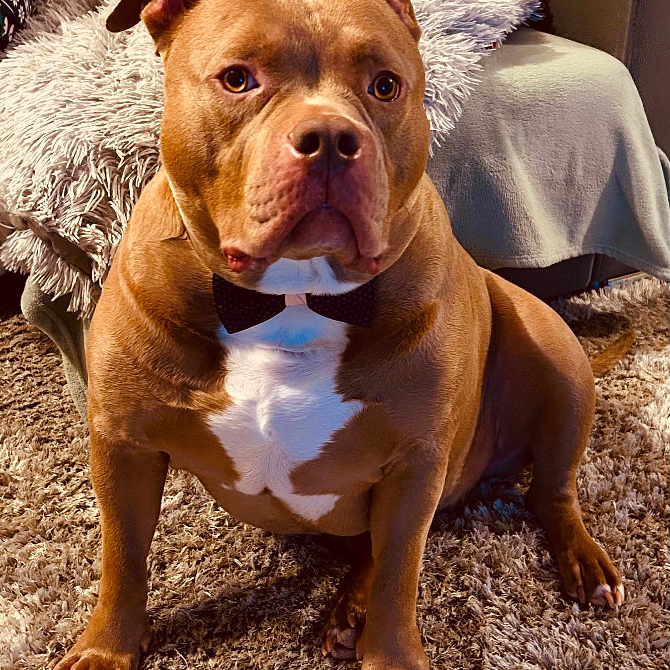 Blue a rejoint le concours — aidez-le/la à gagner de superbes lots ! animal, attentive, blanket, bow_tie, brown_dog, canine, carpet, closeup, companion, cozy, cute, dog, domestic, fluffy, furniture, indoor, paw, pet, portrait, sitting