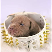 Blue a rejoint le concours — aidez-le/la à gagner de superbes lots ! puppy, dog, collar, spikes, white, fur, cute, pet, animal, closeup, portrait, soft, background, brown, young, small, adorable, face, snout, indoor