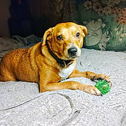 Wolford Faye is registered to the contest to win money with this photo: dog, brown_dog, pet, toy, green_ball, bed, indoor, animal, paw, lying_down, cute, looking, collar, fur, canine, playful, resting, comfort, home, attention