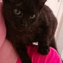 black_cat, kitten, blue_eyes, pet, indoor, person, shoulder, pink_shirt, curious, close_up, fur, animal, cute, mammal, whiskers, ears, young_cat, companion, domestic_cat, friendly