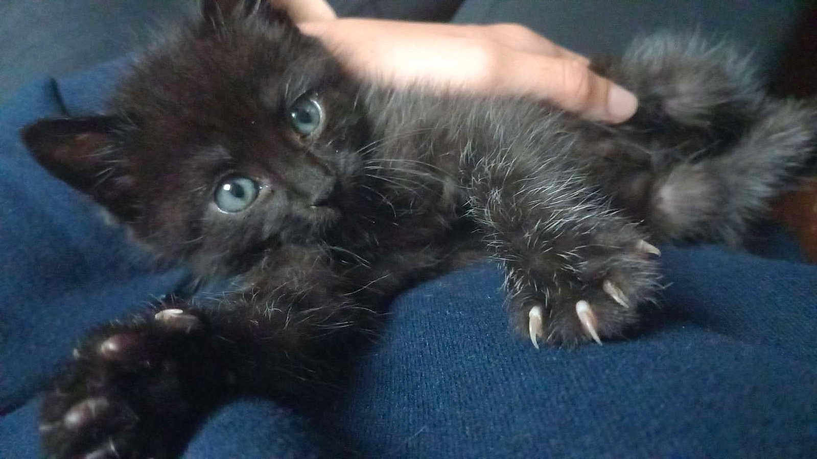Berlioz